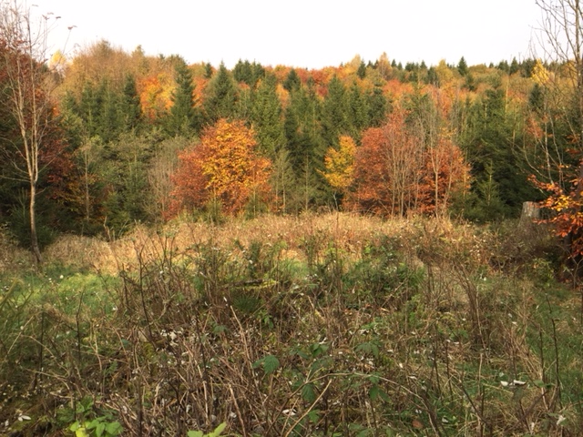 Herbstwald Dietrichsberg